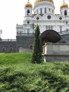 Можжевельник скальный Скайрокет