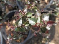 Береза повислая Пурпуреа (Betula pendula Purpurea)