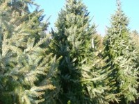 Ель сербская (Picea omorika)