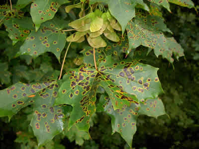 Черная пятнистость (Rhytisma) - описание болезни растений