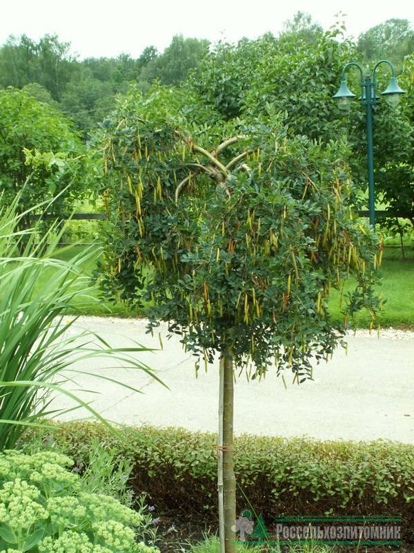 Карагана древовидная Пендула (Caragana arborescens Pendula, акация желтая Плакучая)