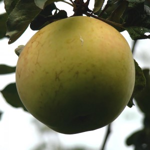 Яблоня Душистая