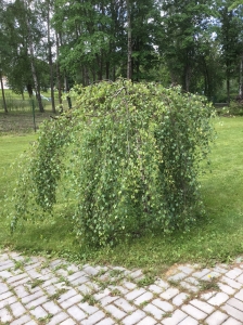 Береза повислая Юнги