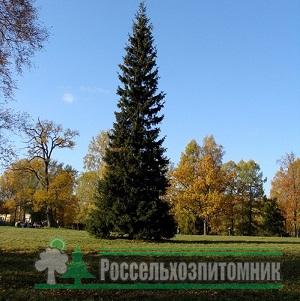 Ель сербская купить в питомнике Россельхозпитомник