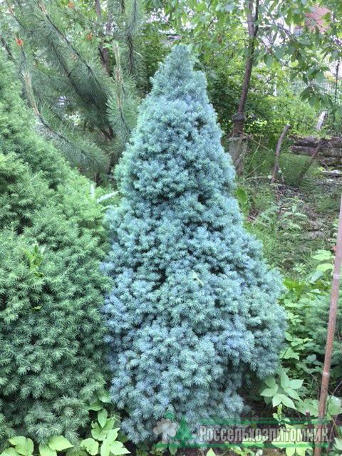Ð•Ð»ÑŒ Ñ�Ð¸Ð·Ð°Ñ� Ð¡Ð°Ð½Ð´ÐµÑ€Ñ� Ð‘Ð»Ñƒ (Picea Glauca Sanders Blue) .