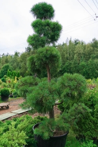Сосна обыкновенная садовый бонсай