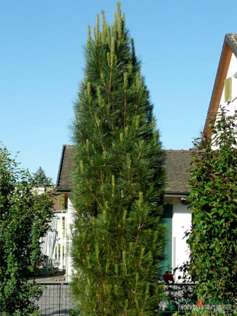 Pinus nigra Green Rocket