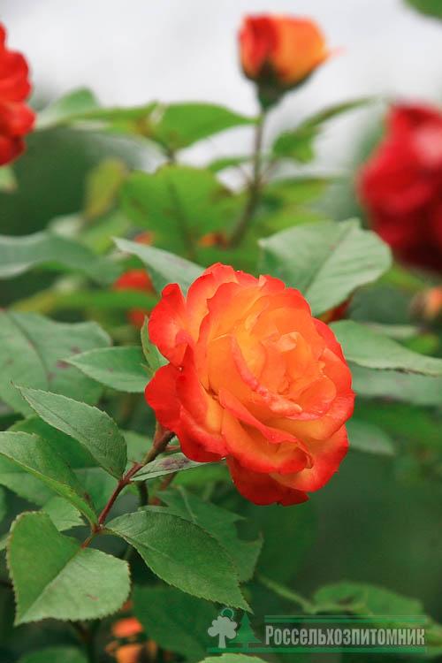 Роза штамбовая (Rosa on stem )
