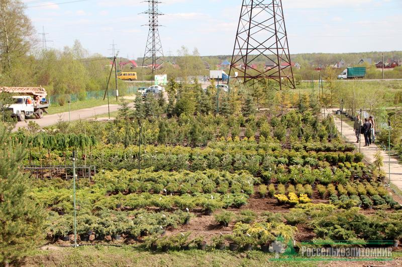 Питомники растений в гатчинском районе ленинградской. Россельхозпитомник Ропшинское. Питомник растений в Ленинградской области Ломоносовский район. Питомник растений Натальевка Гатчинский район.