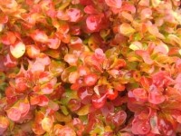 Барбарис тунберга Бонанза Голд - Berberis thunbergii Bonanza Gold