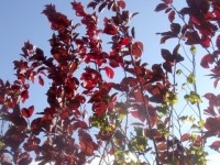 Черемуха виргинская Шуберт (Prunus virginiana Shubert)