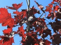 Acer platanoides Crimson Sentry - клен остролистный Кримсон Сентри