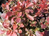 Барбарис тунберга Багатель (Berberis thunbergii Bagatell)