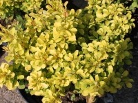 Барбарис тунберга Бонанза Голд (Berberis thunbergii Bonanza Gold)