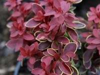 Berberis thunbergii Admiration - Барбарис тунберга Восхищение