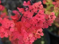 Барбарис тунберга Эректа-Berberis thunbergii Erecta