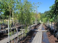 (Справа)Betula utilis Doorenbos - береза полезная Доорнбоз (слева) Ulmus glabra Camperdownii - вяз голый Компердаун