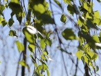 береза повислая betula pendula