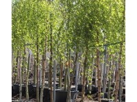 береза повислая betula pendula