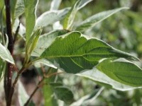 Дерен белый Элегантиссима (Cornus alba Elegantissima )