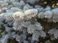 Ель колючая Глаука Глобоза (Picea pungens Glauсa Globosa)