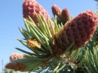 Ель колючая Хупси (Picea pungens Hoopsii)