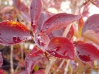 Форзиция овальнолистная Тетраголд (Forsythia ovata Tetragold)