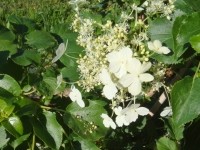 Гортензия черешчатая (Hydrangea anomala petiolaris)