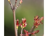 Клен остролистный Голден Глоб (Acer platanoides Golden Globe)