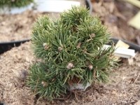 Сосна горная Якобсен (Pinus mugo Jakobsen)