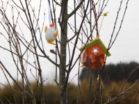 Береза повислая Юнги (Betula pendula Youngii)