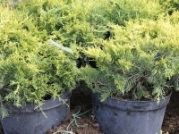 Можжевельник средний Олд Голд (Juniperus media Old Gold)