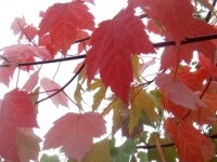 Клен красный Ред Сансет (Acer rubrum Red Sunset)
