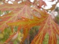 Клён серебристый Лациниатум Виери (Acer saccarinum Laciniatum Wieri)