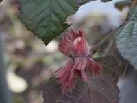 Лещина обыкновенная Род Зеллернут (Corylus avellana Rode Zellernoot)