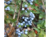 Магония падуболистная (Mahonia aquifolium)