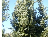 Ель сербская (Picea omorika)