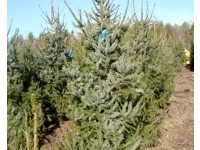 Ель сербская (Picea omorika)