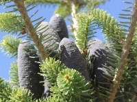 Пихта корейская (Abies koreana)