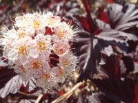 Пузыреплодник калинолистный Диабло (Physocarpus opulifolius Diablo)