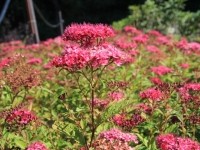 Spiraea japonica Anthony Waterer - спирея японская Антони Ватерери