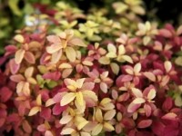 Спирея японская Голден Карпет - Spiraea japonica Golden Carpet