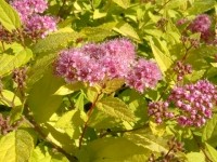 Спирея японская Голден Принцесс (Spiraea japonica Golden Princess)