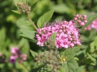 Спирея японская Литтл Принцесс (Spiraea japonica Little Princess)