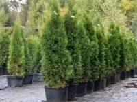 Туя западная Смарагд - Thuja occidentalis Smaragd