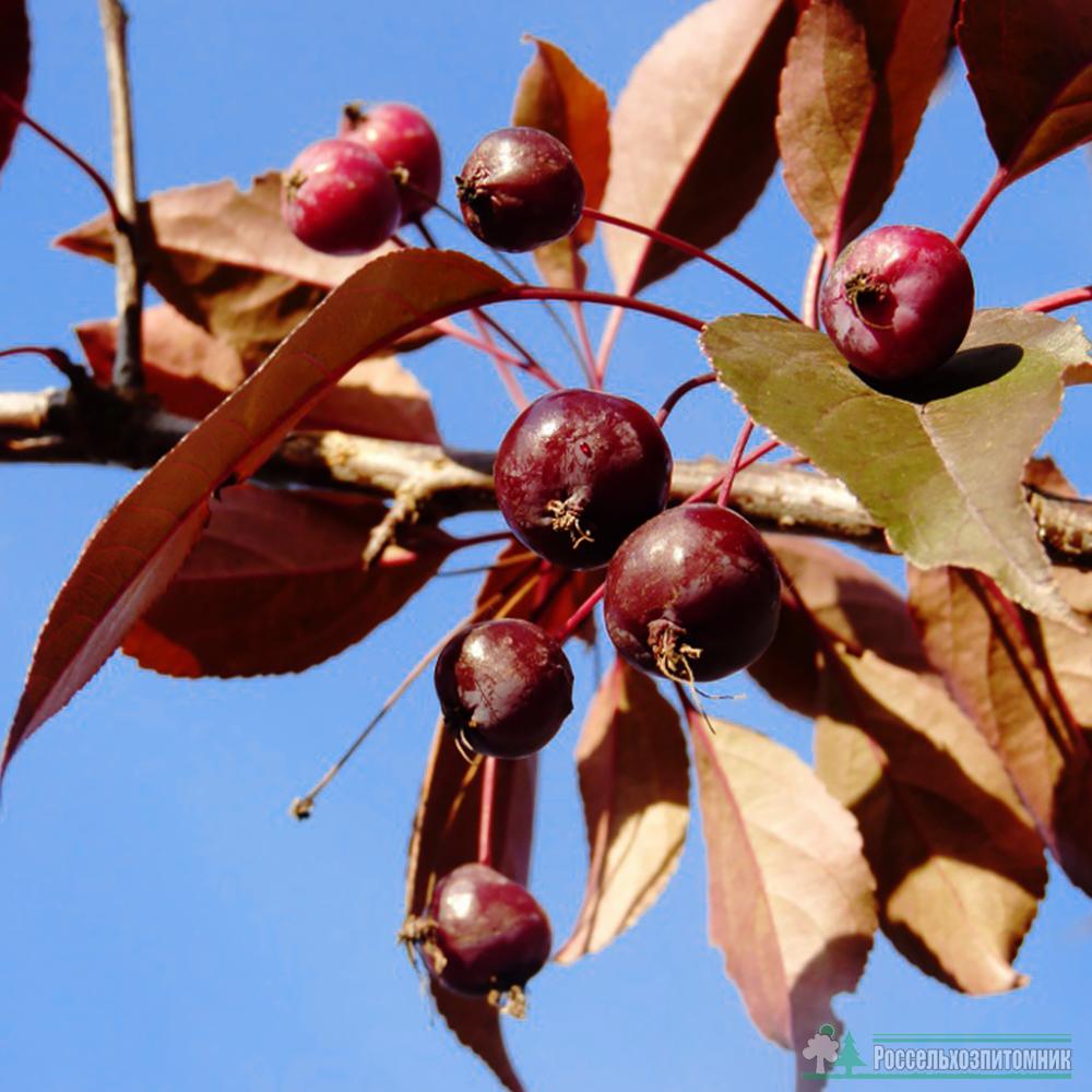 Яблоня декоративная роялти описание. Яблоня Malus Royalty. Malus Royalty яблоня декоративная. Яблоня "роялти" - Malus "Royalty". Яблоня малус роялти.