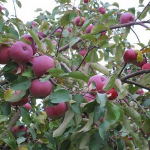 Яблоня Белорусское малиновое