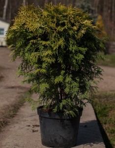 Туя западная Глобоза Аурея