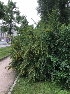 Барбарис обыкновенный