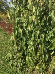 береза повислая betula pendula